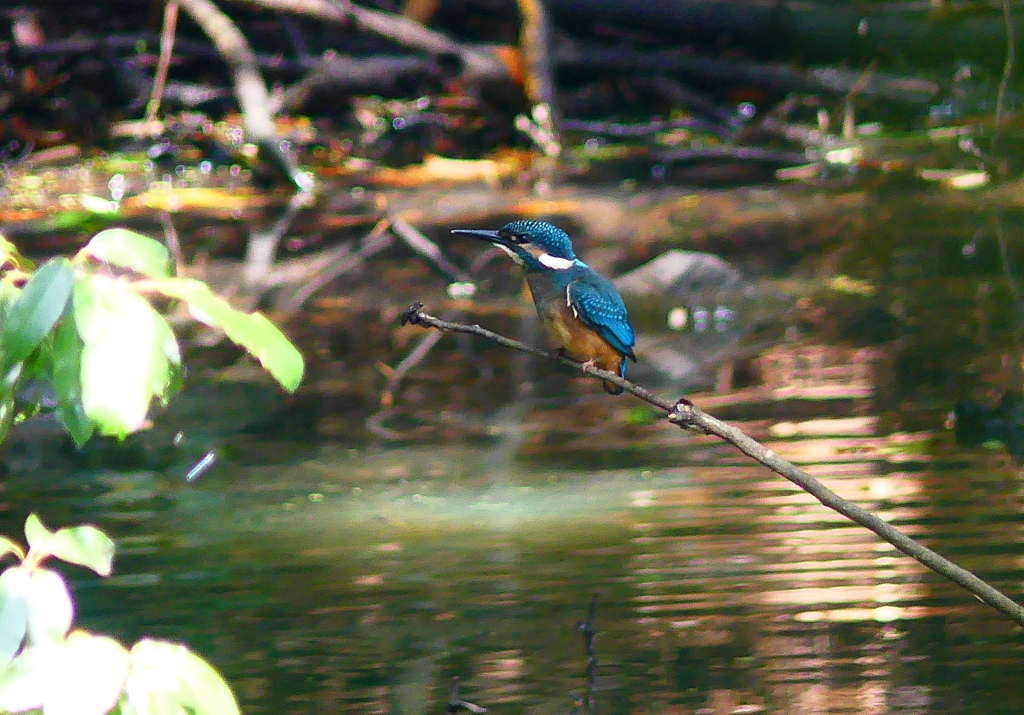 P4200535：カワセミ（オス）_R