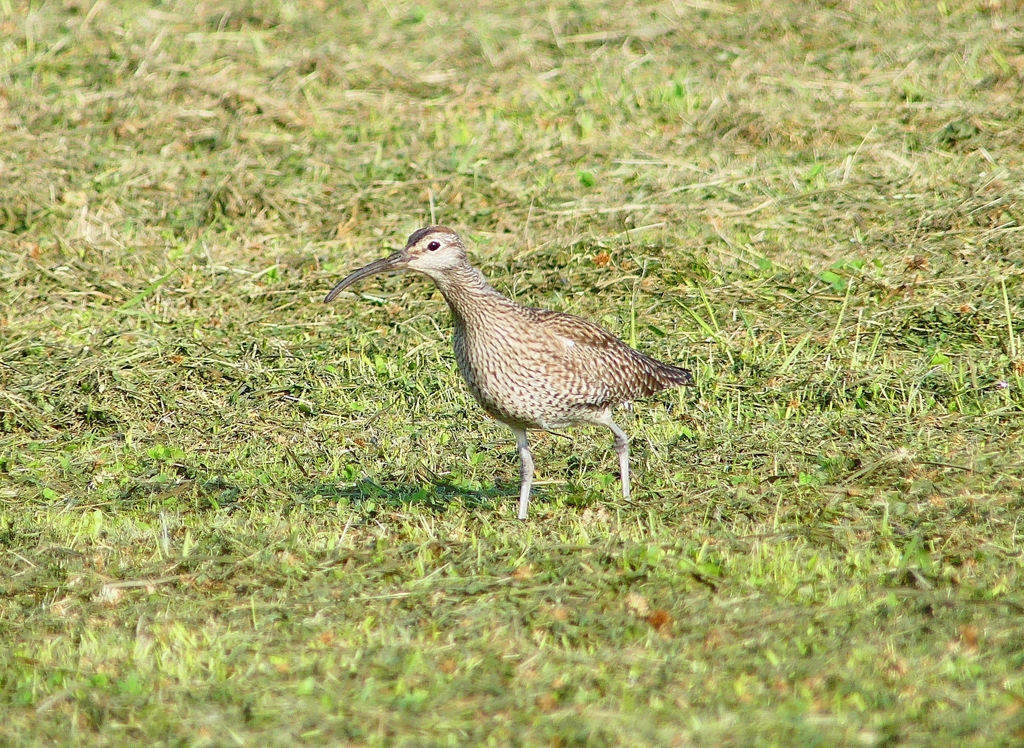 P4110433：チュウシャクシギ_R