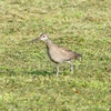 P4110433：チュウシャクシギ_R