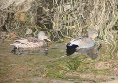 P1570287：オカヨシガモ_R