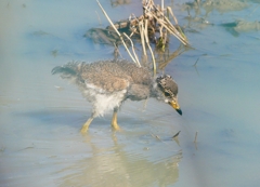 P4960112：ケリのヒナ_R