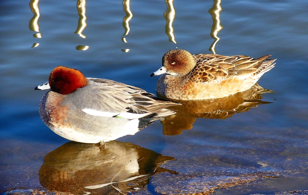 P4570780：ヒドリガモ_R