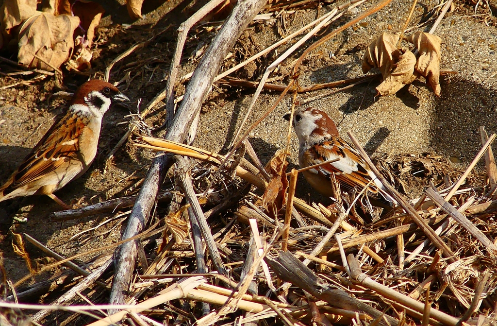 P4660810：白いスズメ_R