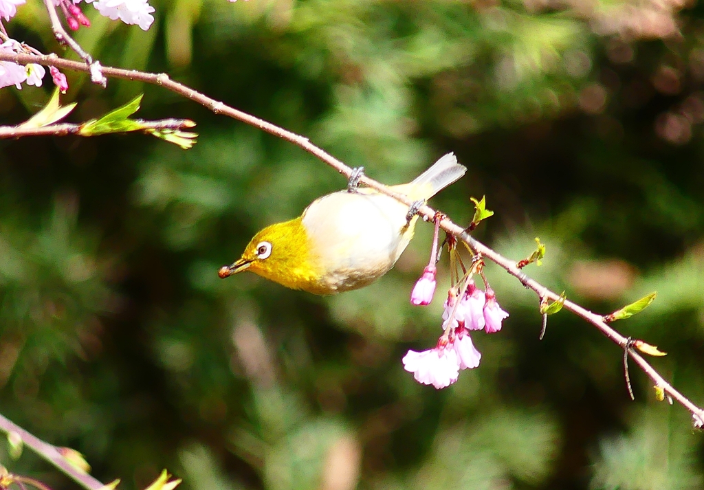 P4870002：メジロ_R