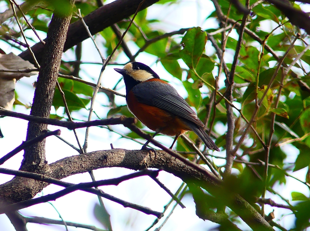 P4850072：ヤマガラ_R