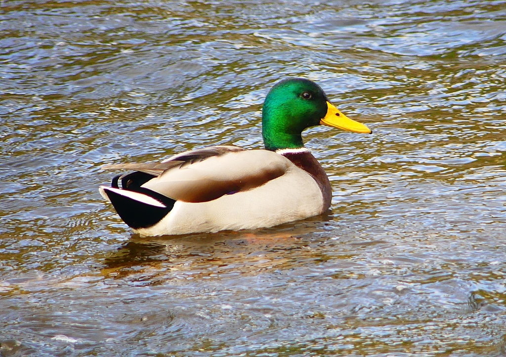 P1410644：マガモ_R