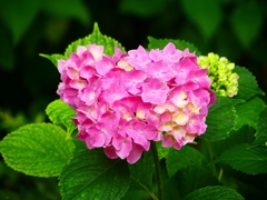 P4170834：紫陽花_R