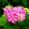 P4170834：紫陽花_R
