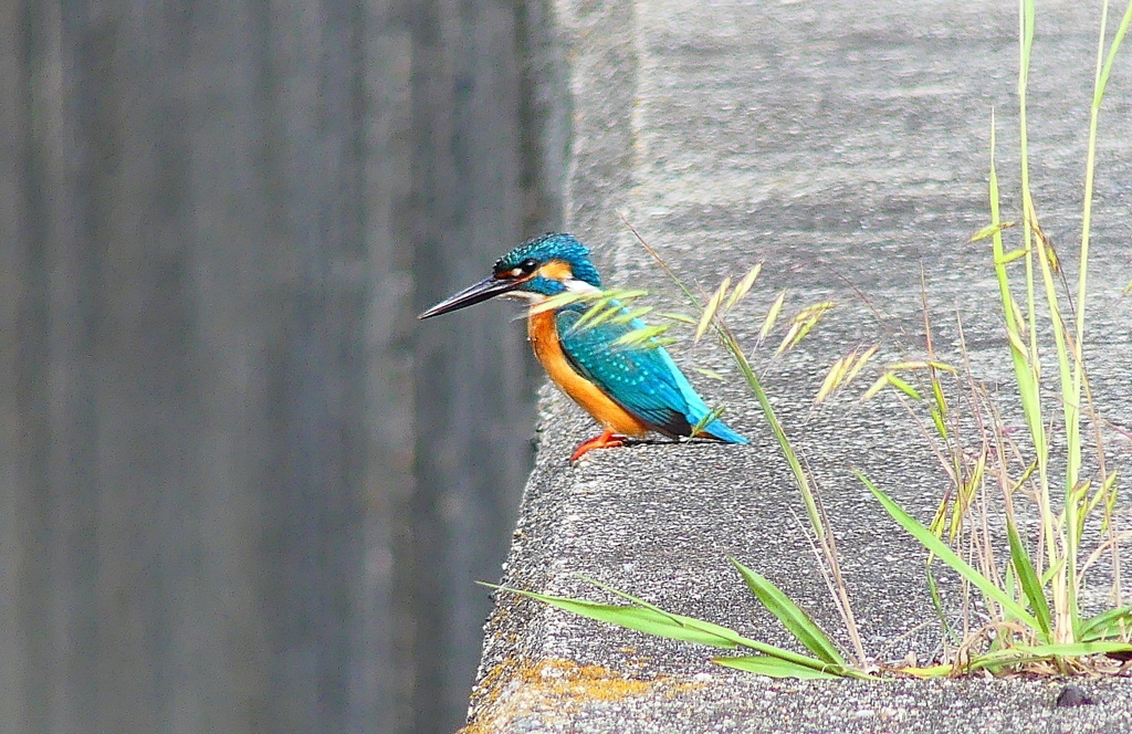 P5000096：カワセミ（オス）_R