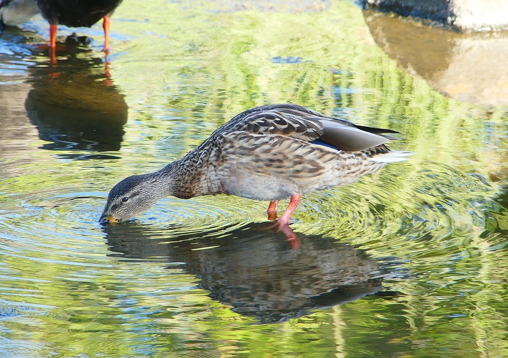 P1220164：マガモ_R