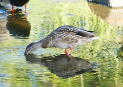 P1220164：マガモ_R