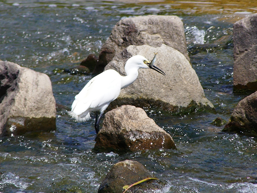 P1020414：コサギ_R