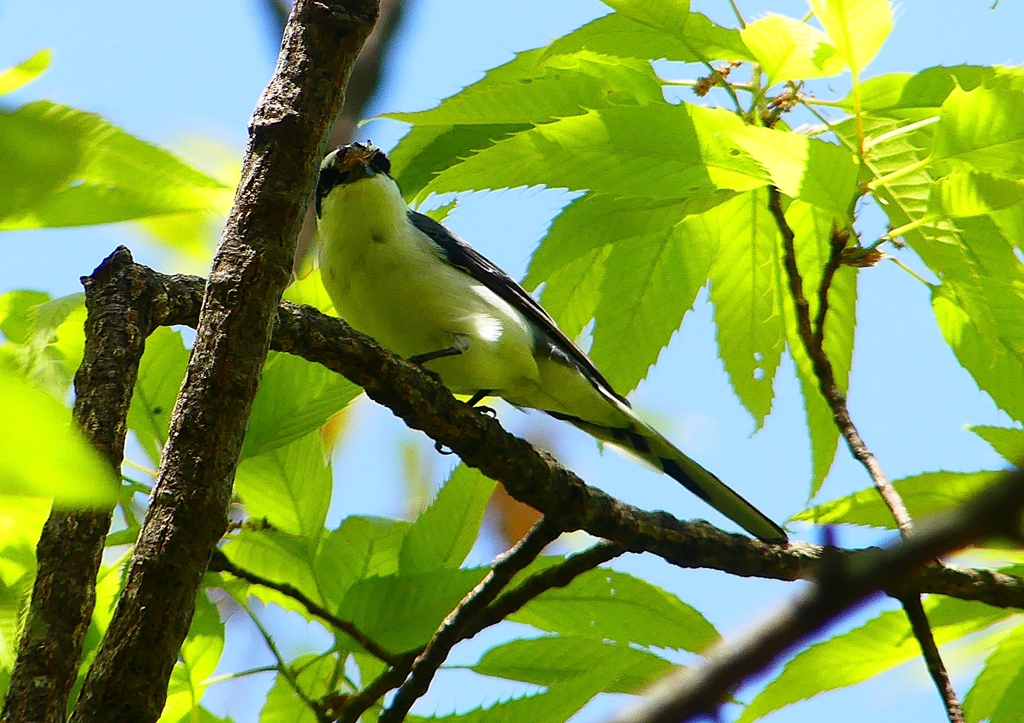 P1960180：サンショウクイ_R