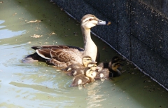 P1030127：カルガモ親子_R