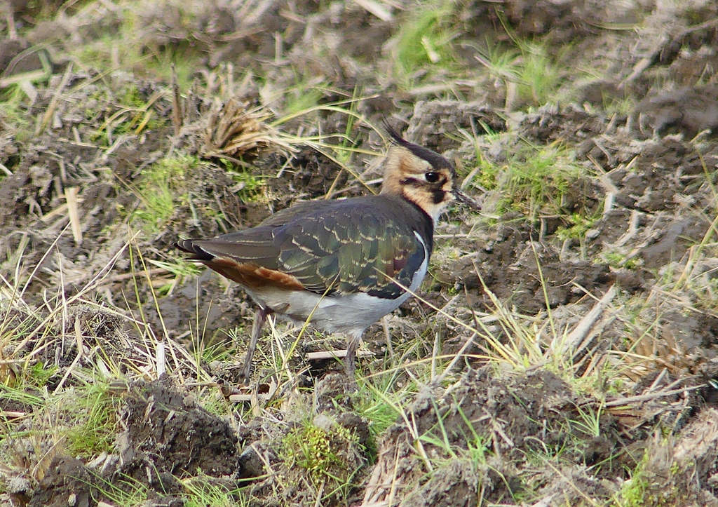 P1540589：タゲリ_R