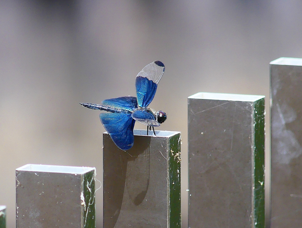 P4240484：チョウトンボ_R