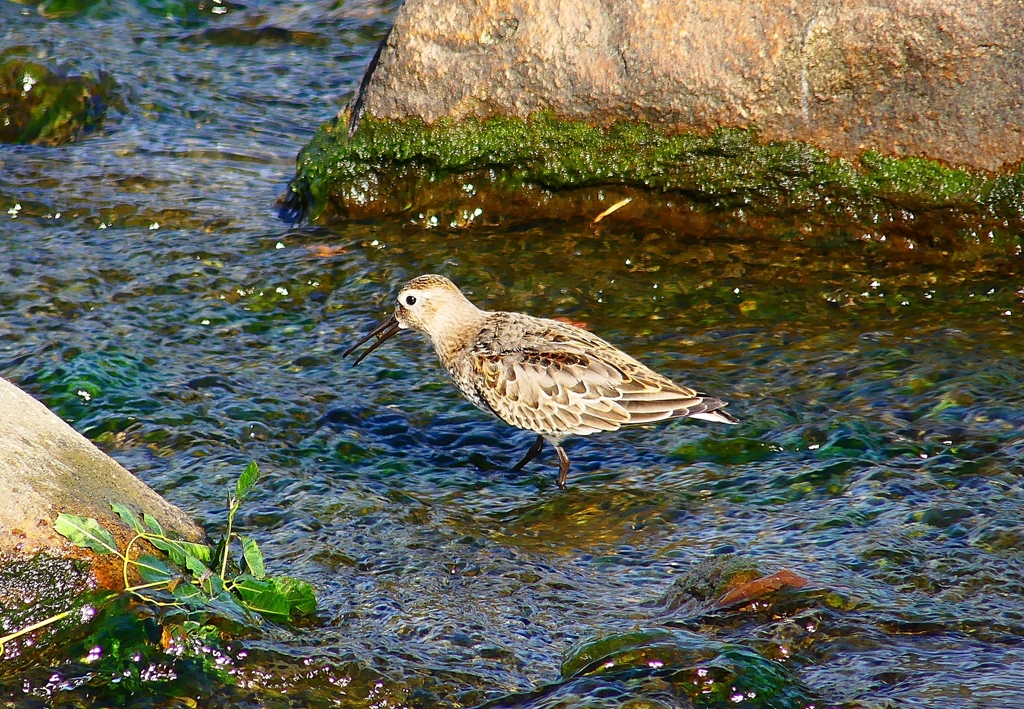 P4400152：ハマシギ_R