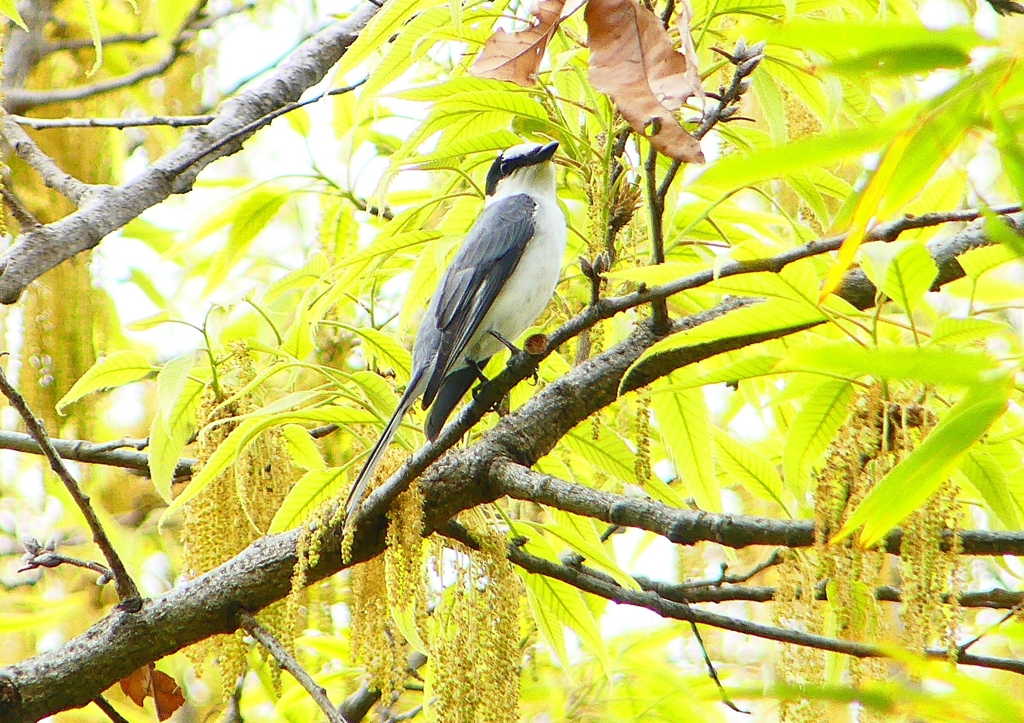 P1930716：サンショウクイ_R