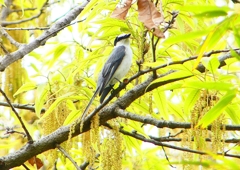 P1930716：サンショウクイ_R