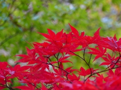 P1030390：南禅寺＜京都の紅葉＞_R