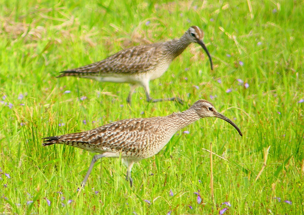 P1990658：チュウシャクシギ_R