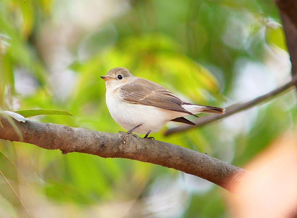 P4690871：ニシオジロビタキ_R