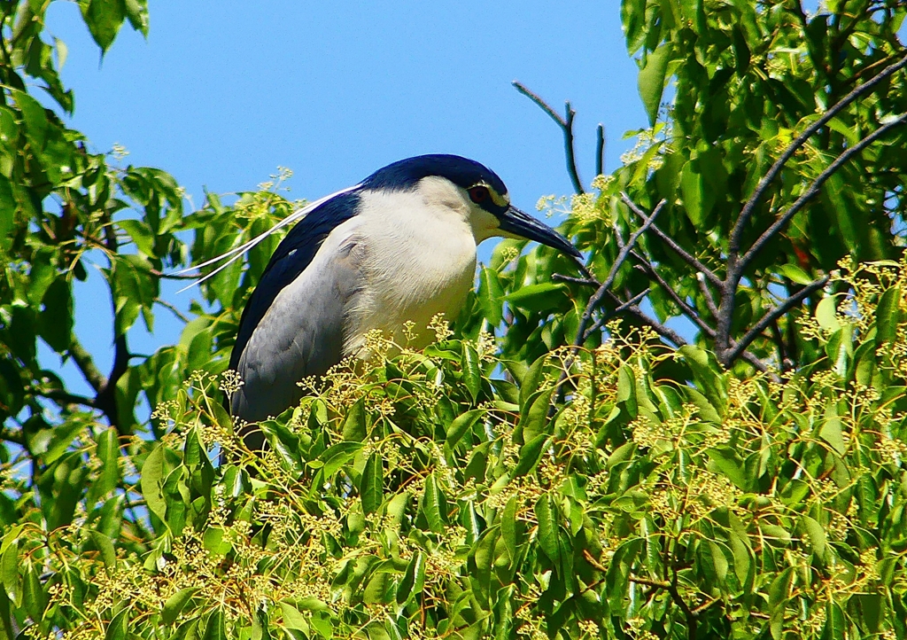 P2010528：ゴイサギ_R