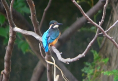 P1020438：カワセミ（オス）_R