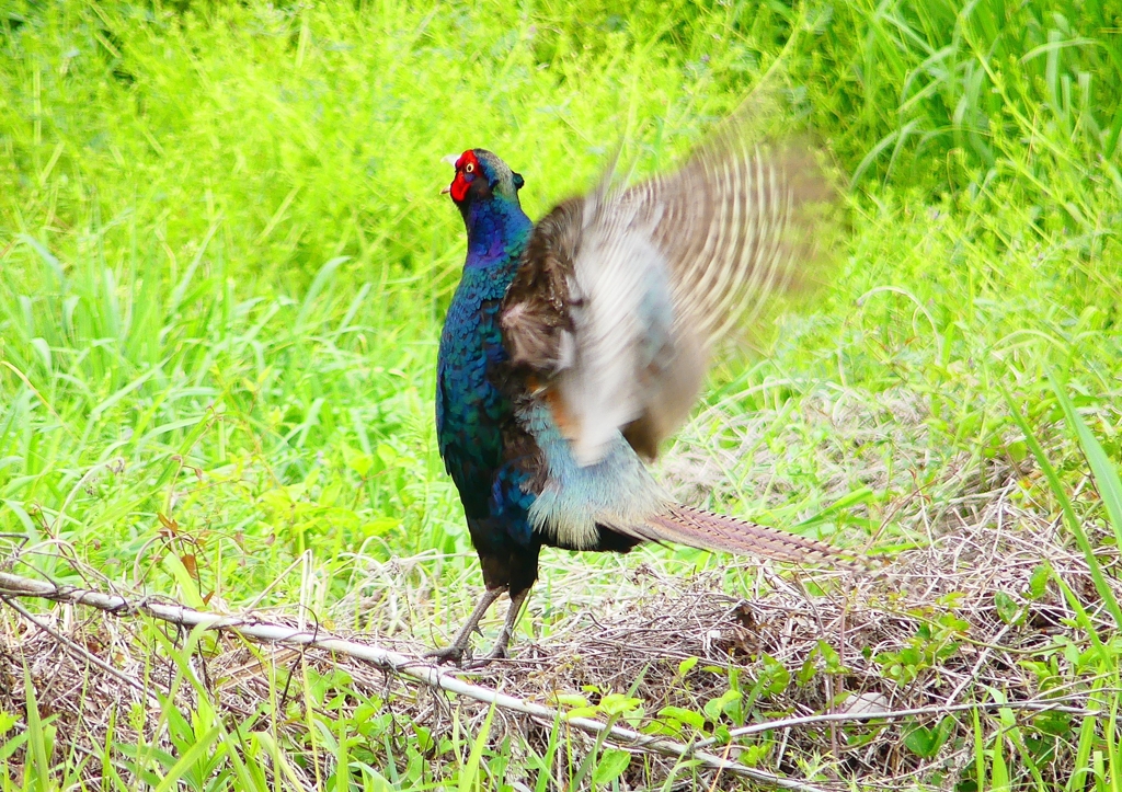 P1970608：キジ（オス）_R