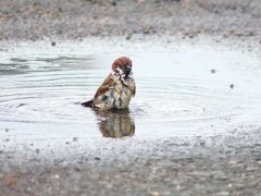 P4070491：水浴びするスズメ_R