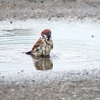 P4070491：水浴びするスズメ_R