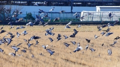 P1630427：飛ぶカワラバト_R