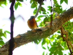 P4440586：ムギマキ（若鳥）_R