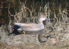 P1570296：オカヨシガモ_R