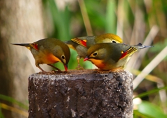 P1550619：ソウシチョウ_R