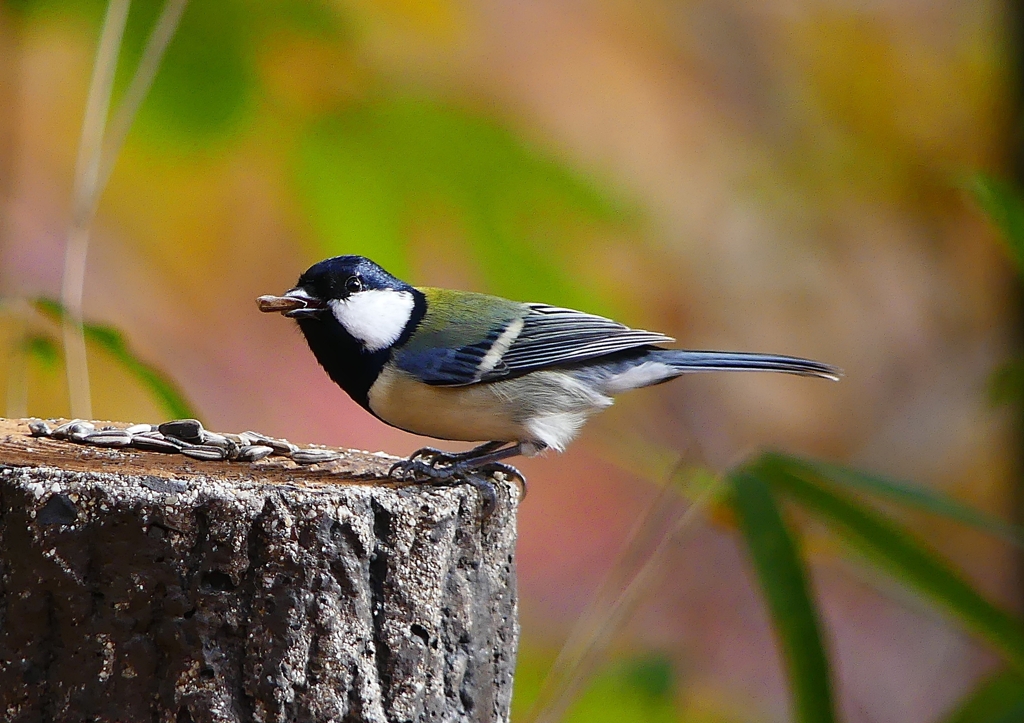 P1550873：シジュウカラ_R