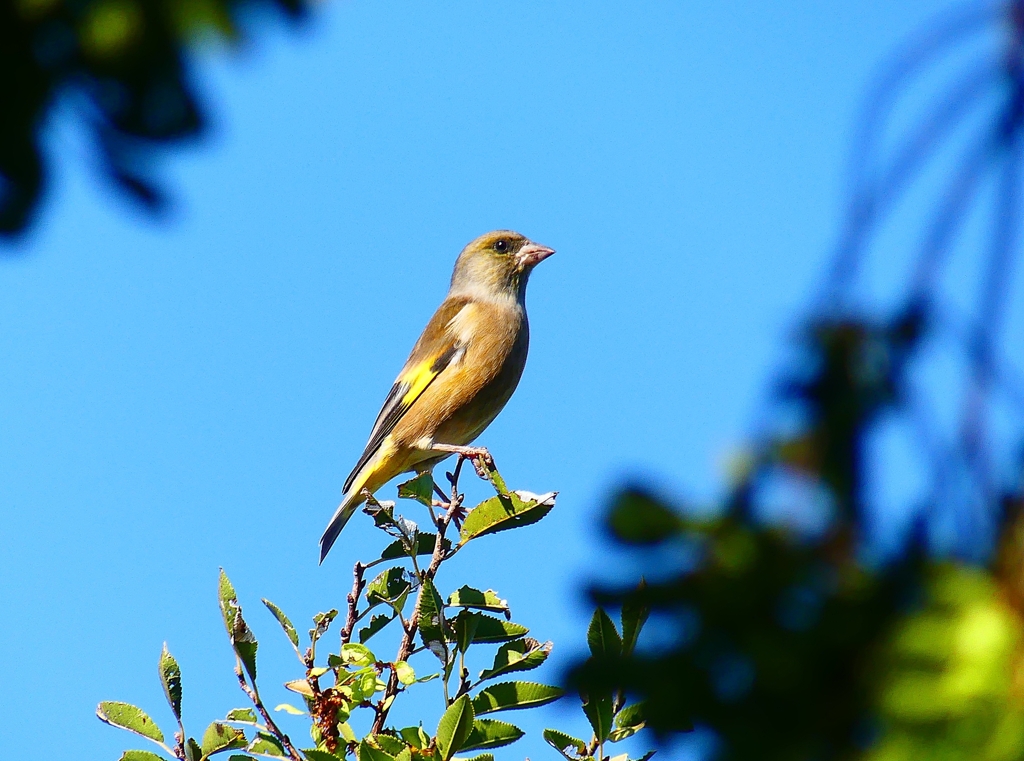 P4430835：カワラヒワ_R