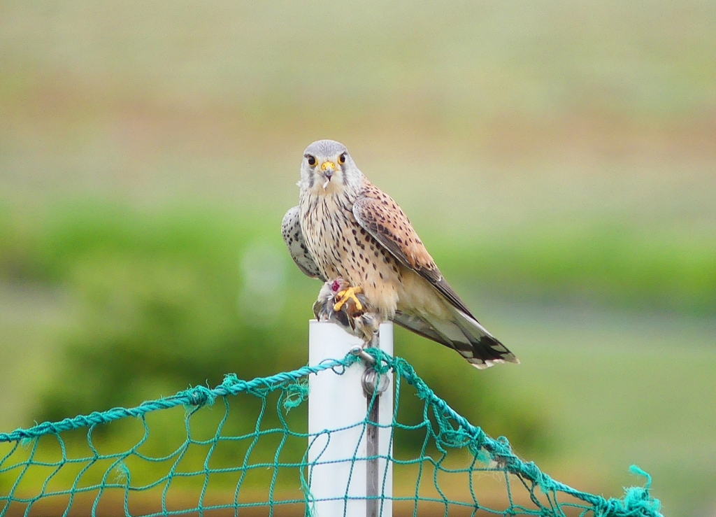 P4050853：チョウゲンボウ_R