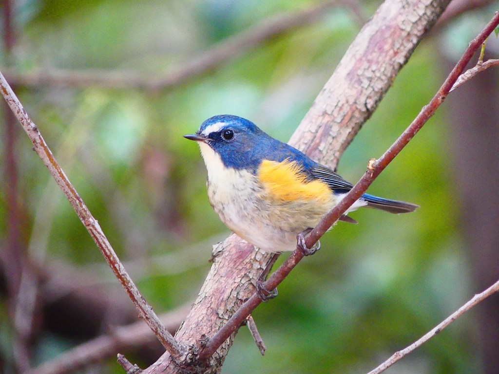 P3800299：ルリビタキ（オス）_R