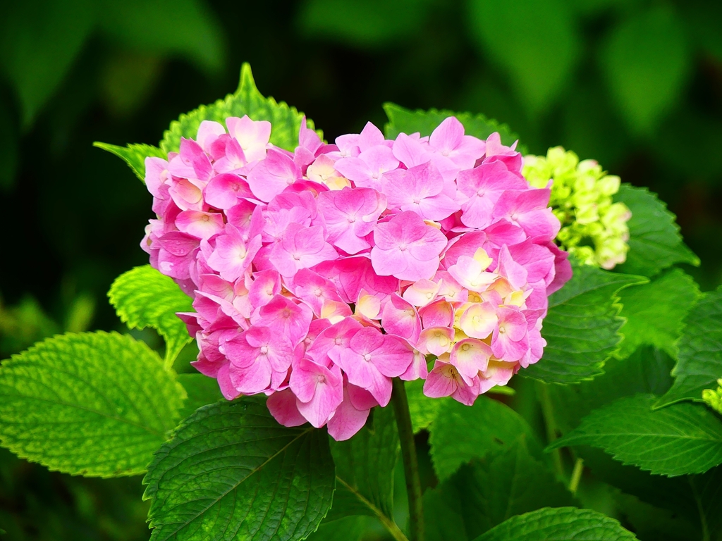 P4170831：紫陽花_R