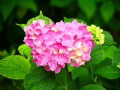 P4170831：紫陽花_R