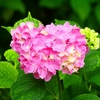 P4170831：紫陽花_R