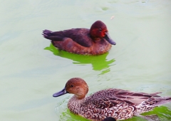 P1340866：オナガガモ（メス）