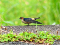 P1030608：コシアカツバメ（幼鳥）_R