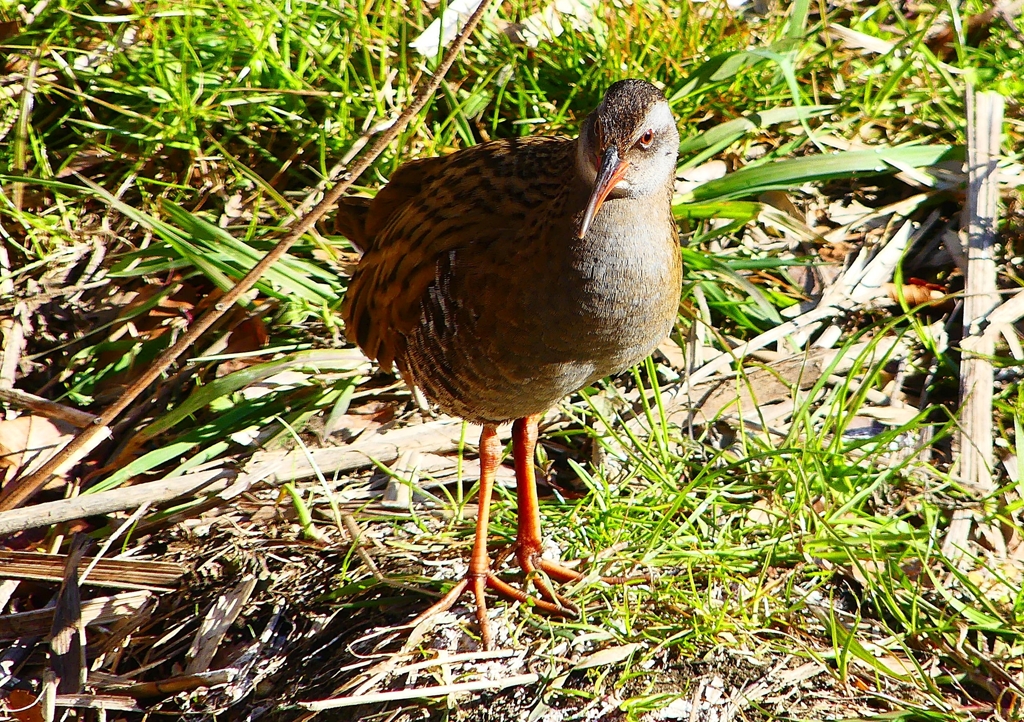 P1730060：クイナ_R