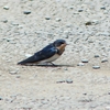 P1010035：ツバメ（幼鳥）_R