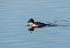 P4520586：ホオジロガモ_R