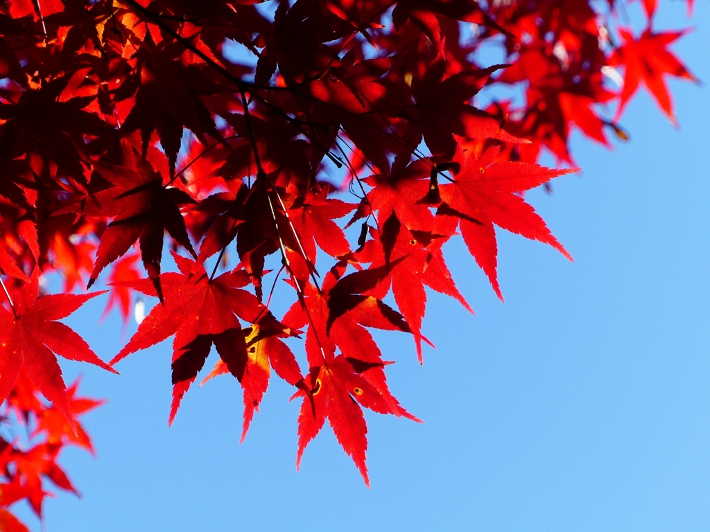 P1030517：永観堂＜京都の紅葉＞_R