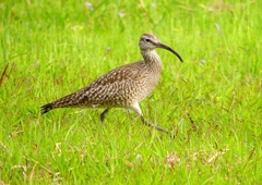 P1990641：チュウシャクシギ_R
