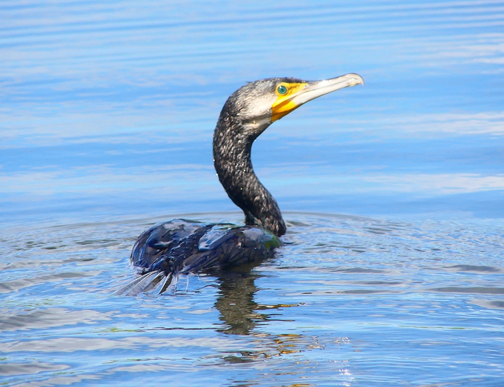 P4280771：カワウ_R